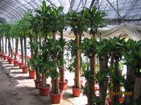 綠植租賃