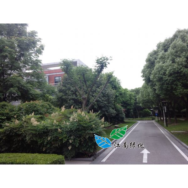 景觀綠地養(yǎng)護(hù) 景觀綠地養(yǎng)護(hù)